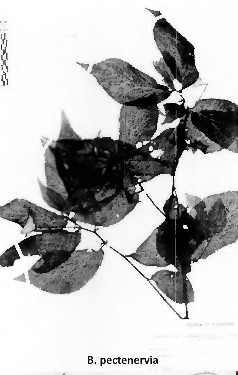 B. pectennervia